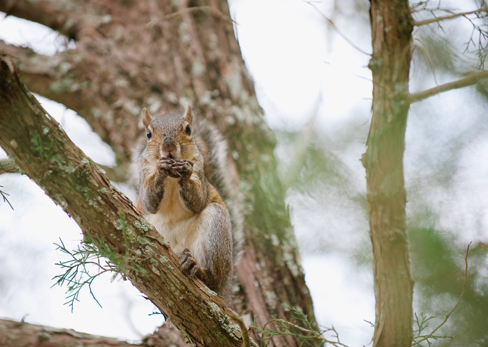 Squirrel